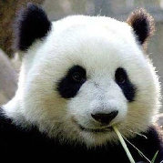 相关图片